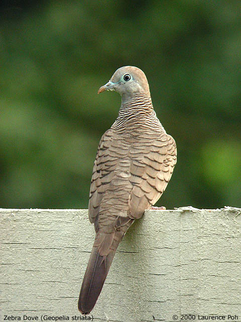 Peaceful dove (Geopelia striata)