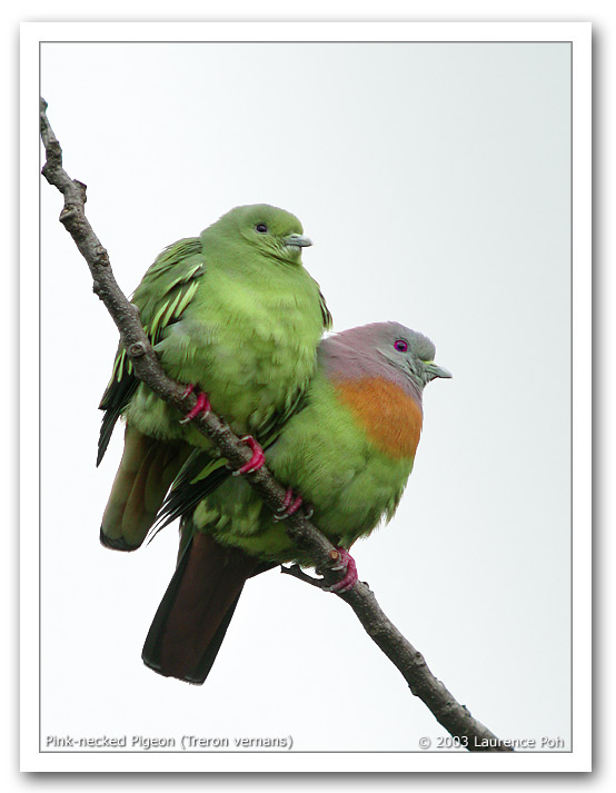 Pink-necked Pigeon (Treron vernans)