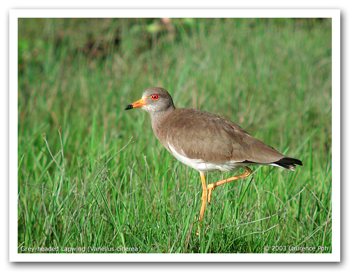 Grey-headed Lapwing (Vanellus cinerea)