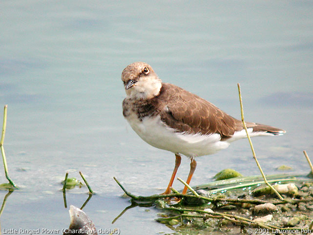 Little Ringed Plover (Charadrius dubius)