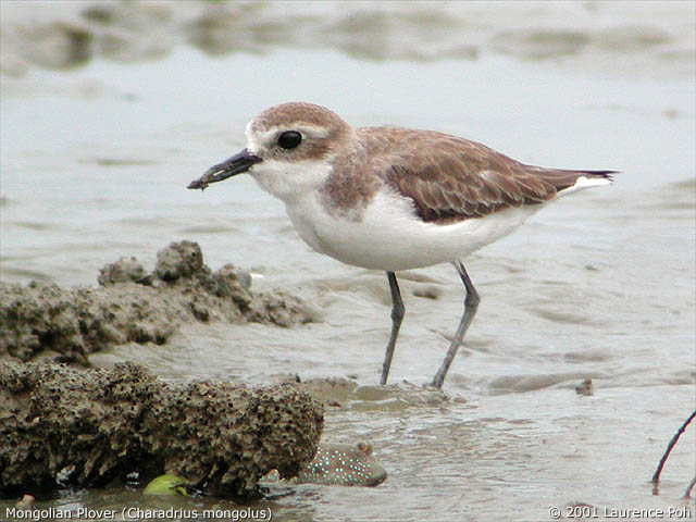 Mongolian Plover (Charadrius mongolus)