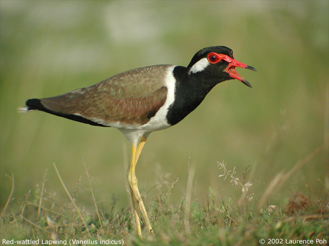 Red-wattled Lapwing (Vanellus indicus)