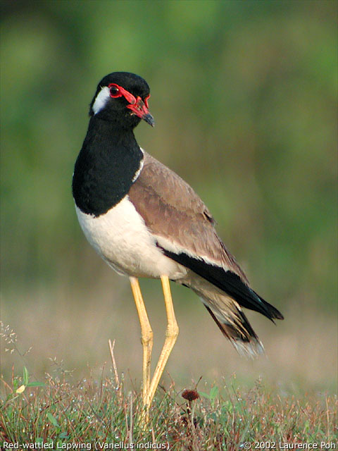 Red -wattled Lapwing (Vanellus indicus)