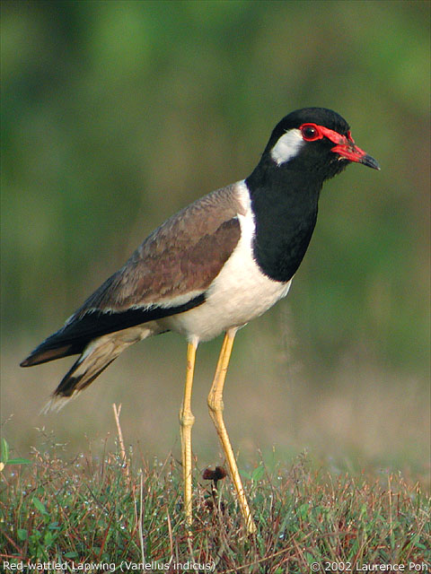 Red -wattled Lapwing (Vanellus indicus)
