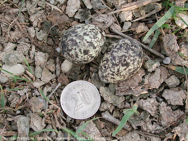 Oriental Pratincole (Glareola maldivarum), eggs