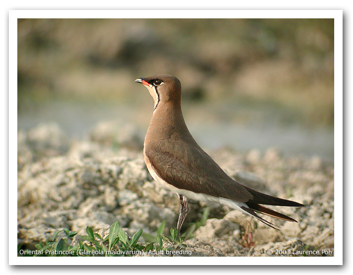 Oriental Pratincole (Glareola maldivarum)
