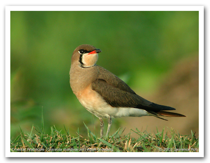 Oriental Pratincole (Glareola maldivarum)