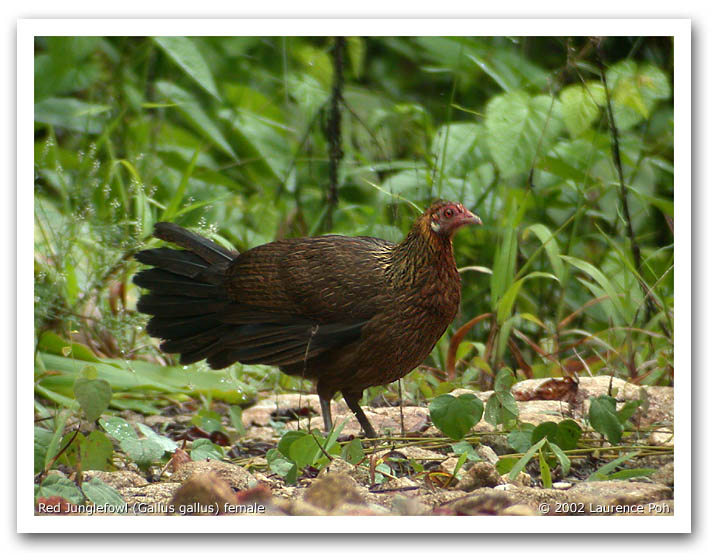 Red Junglefowl (Gallus gallus0, female