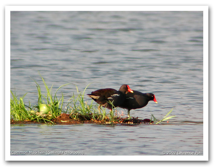 Common Moorhen (Gallinula chloropus)
