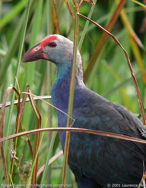 Purple Swamphen (Porphyrio porphyrio)
