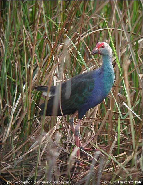 Purple Swamphen (Porphyrio porphyrio)