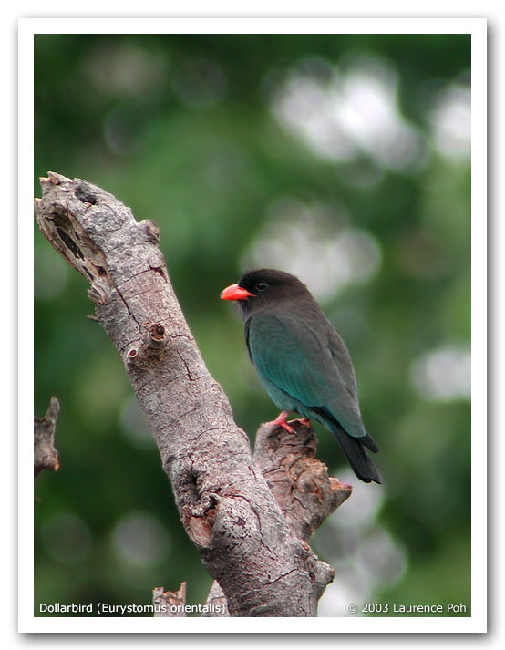 Dollarbird (Eurystomus orientalis)
