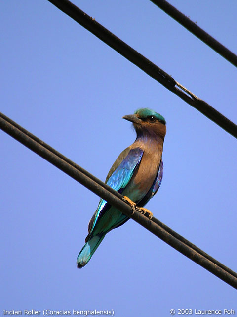 Indian Roller (Coracias benghalensis)