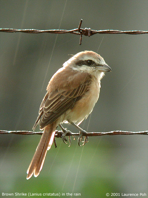 Brown Shrike (Lanius cristatus)