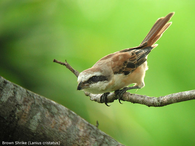 Brown Shrike (Lanius cristatus)