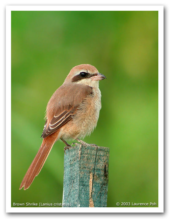 Brown Shrike (Lanius cristatus)