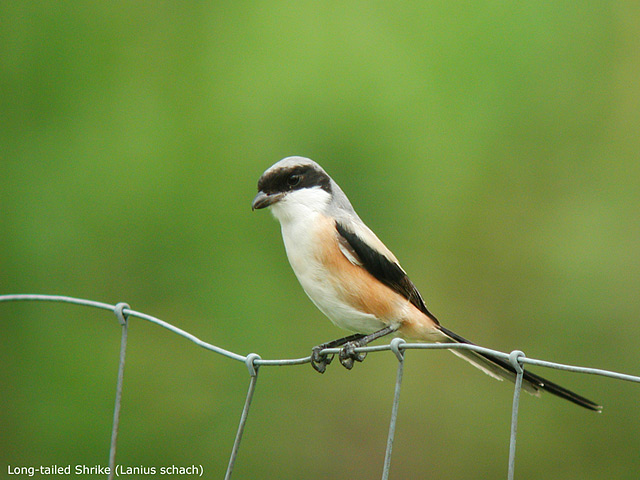 Long-tailed Shrike (Lanius schach)