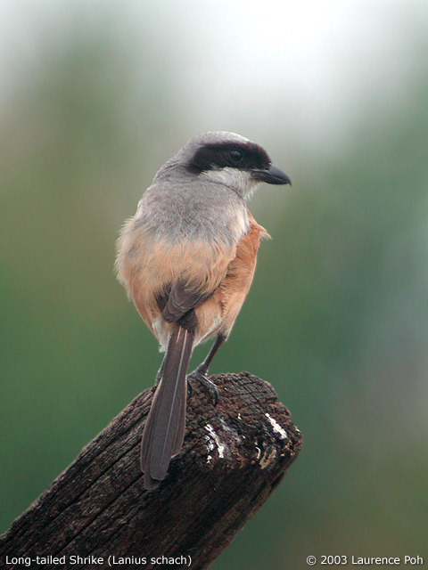 Long-tailed Shrike (Lanius schach)