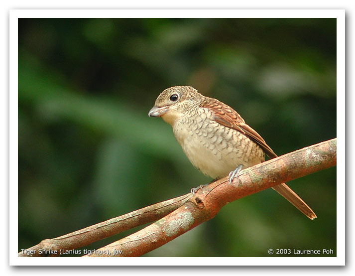 Tiger Shrike (Lanius tigrinus)