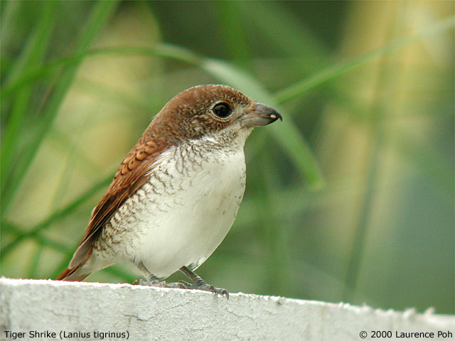 Tiger Shrike (Lanius tigrinus)
