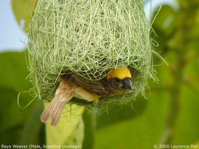 Baya Weaver