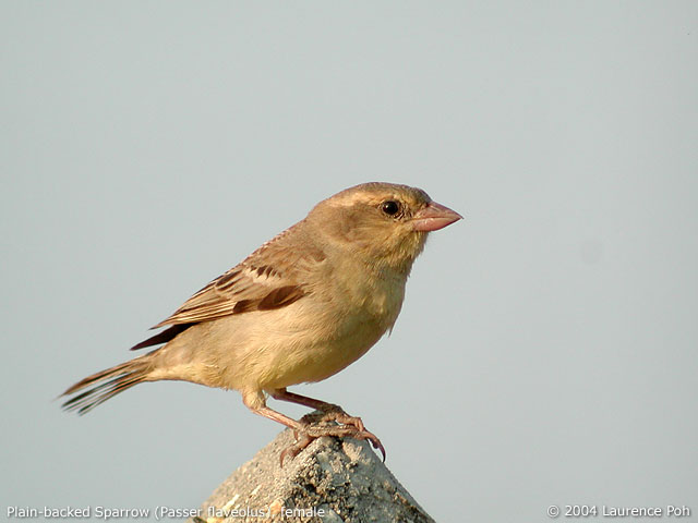 Plain-backed Sparrow (Passer flaveolus), female