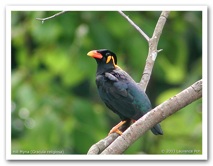 Hill Myna (Gracula religiosa)