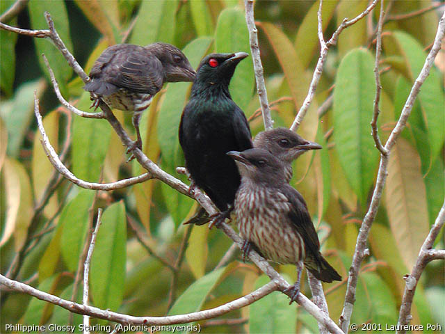 Philippine Glossy Starling (Aplonis panayensis)
