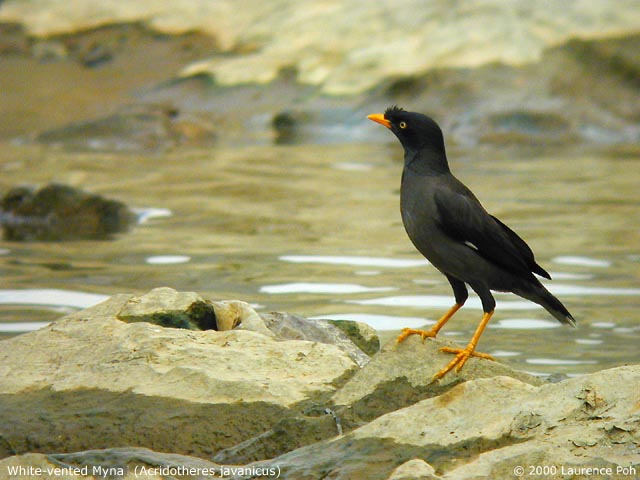 White-vented Myna (Acridotheres javanicus)