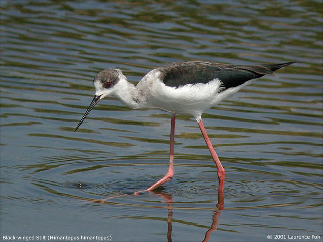 Black-winged Stilt (Himantopus himantopus)