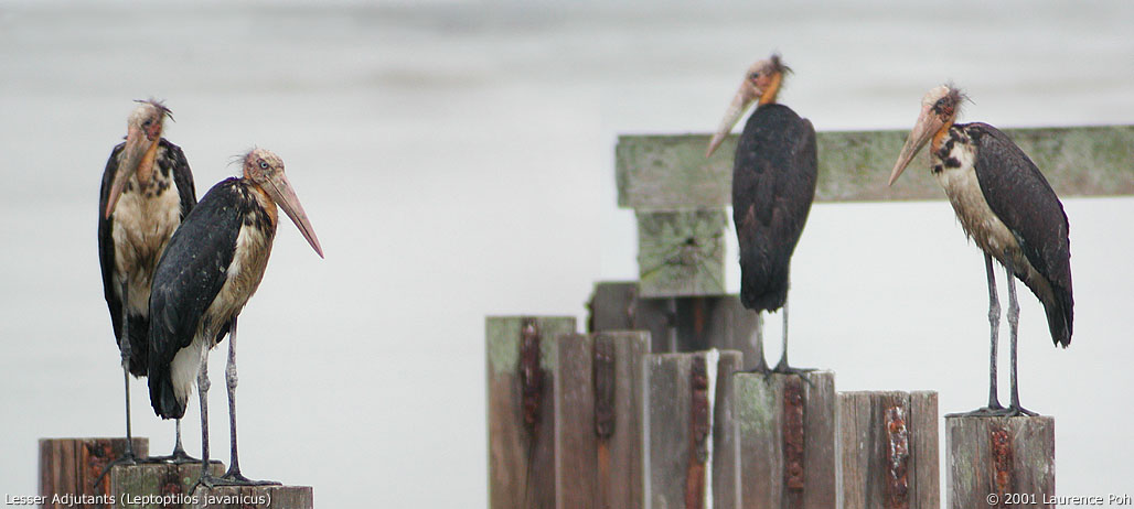 Lesser Adjutant (Leptoptilos javanicus)