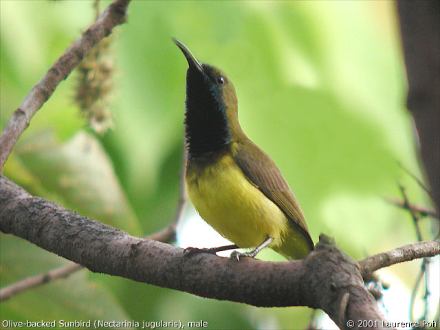 Olive-backed Sunbird (Nectarinia jugularis), male