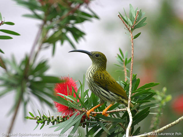 Streaked Spiderhunter (Arachnothera magna)