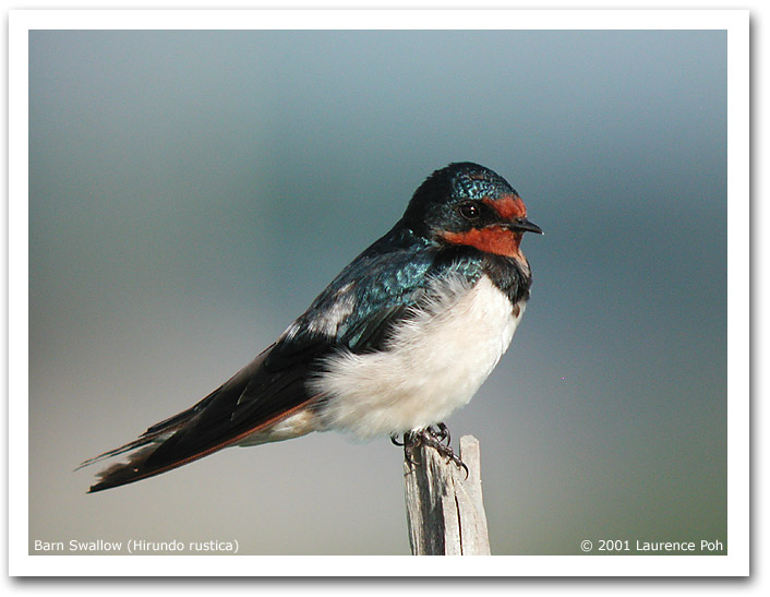 Barn Swallow (Hirundo rustica)