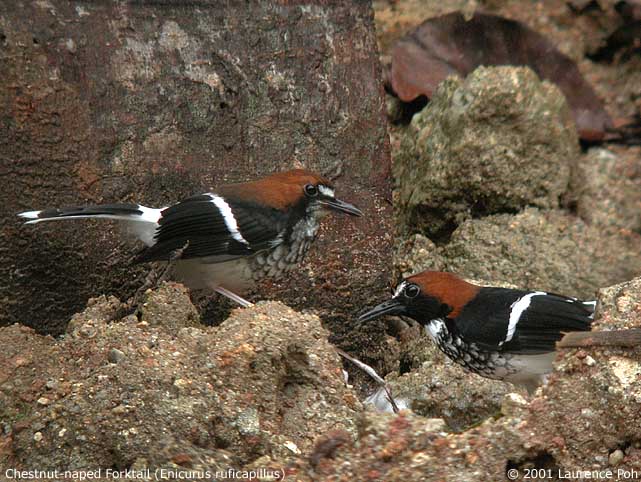 Chestnut-naped Forktail (Enicurus ruficapillus)