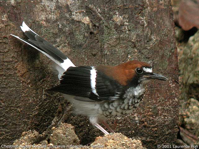 Chestnut-naped Forktail (Enicurus ruficapillus)