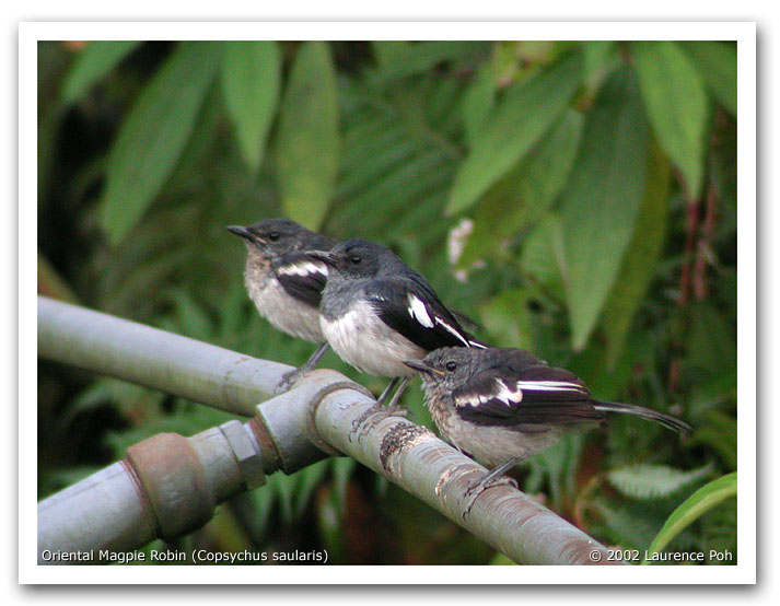 Oriental Magpie Robin (Copsychus saularis), juveniles