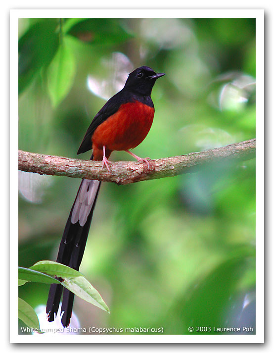 White-rumped Shama (Copsychus malabaricus), male