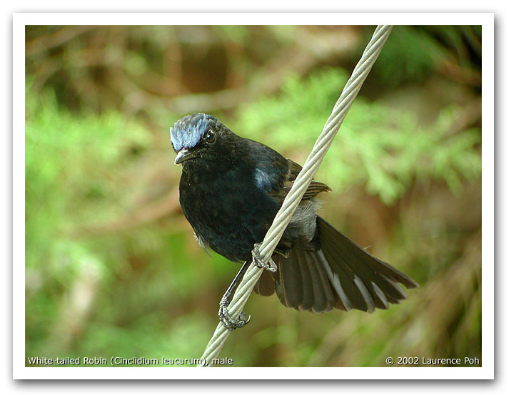 White-tailed Robin (Cinclidium leucurum), male
