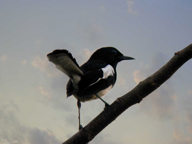Oriental Magpie Robin (Copsychus saularis), male