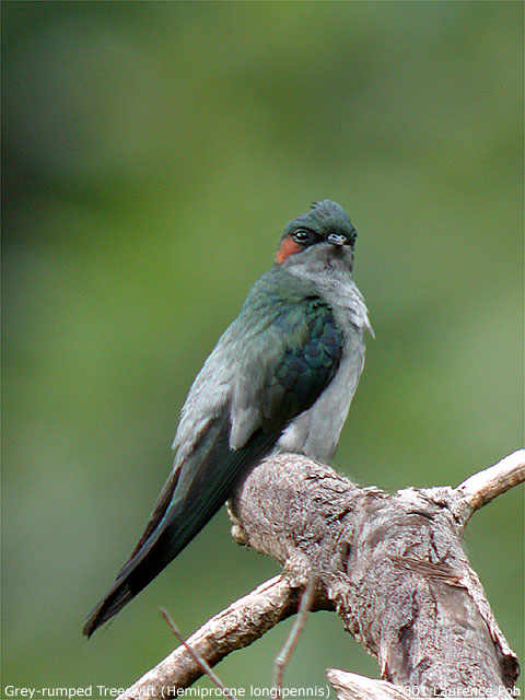 Grey-rumped Treeswift (Hemiprocne longipennis), male