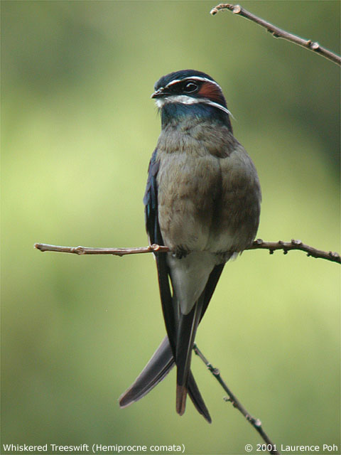 Whiskered Treeswift (Hemiprocne comata)