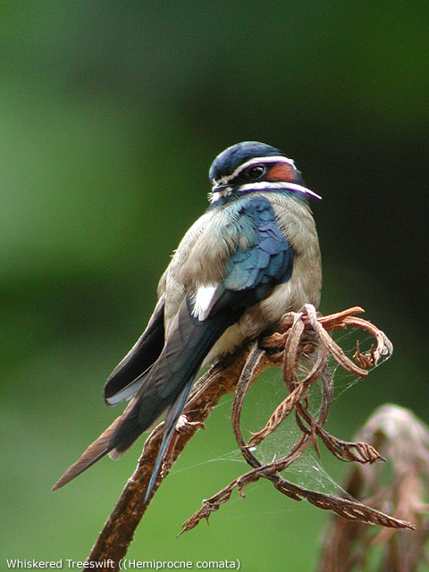 Whiskered Treeswift (Hemiprocne comata)