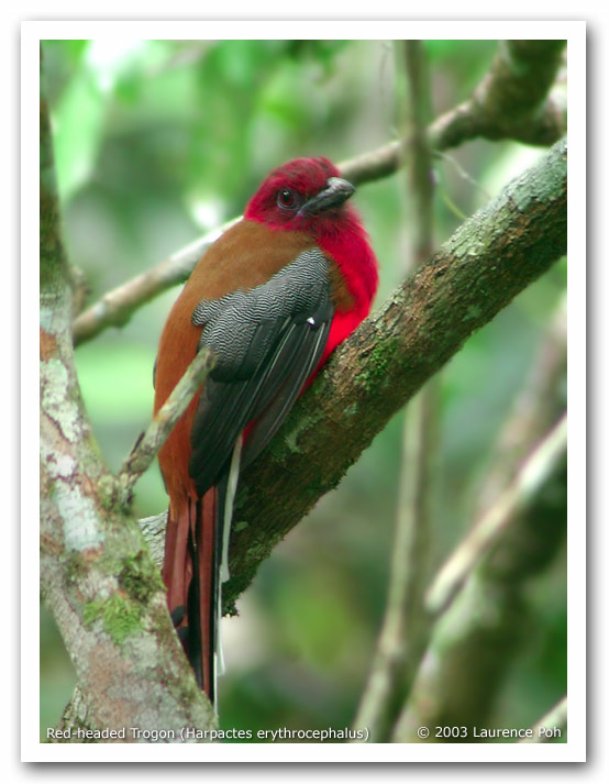Red-headed Trogon (Harpactes erythrocephalus)