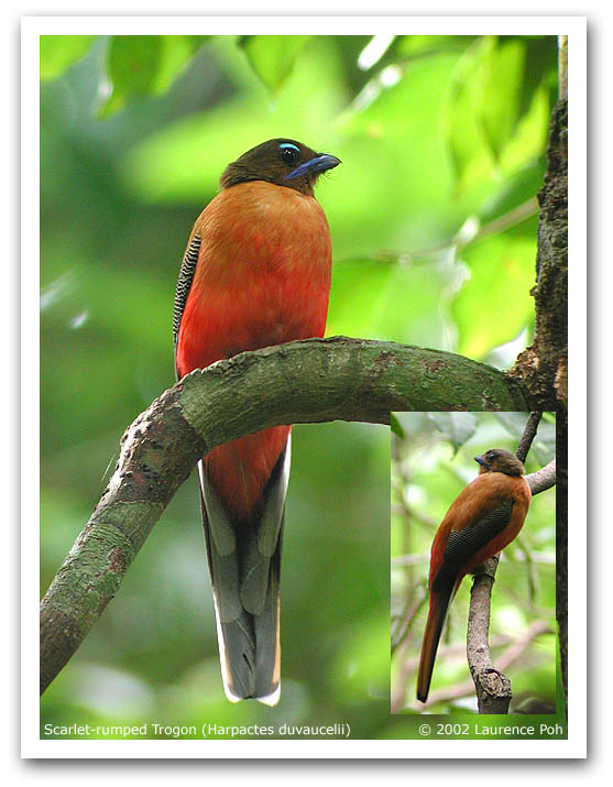 Scarlet-rumped Trogon (Harpactes duvaucelii)