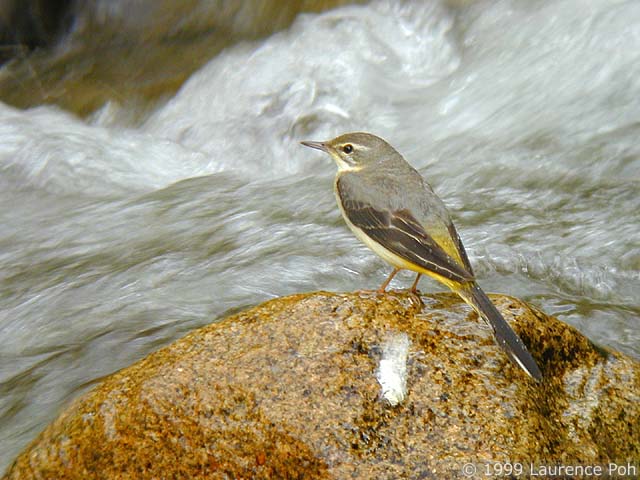 Grey Wagtail (Motacilla cinerea)