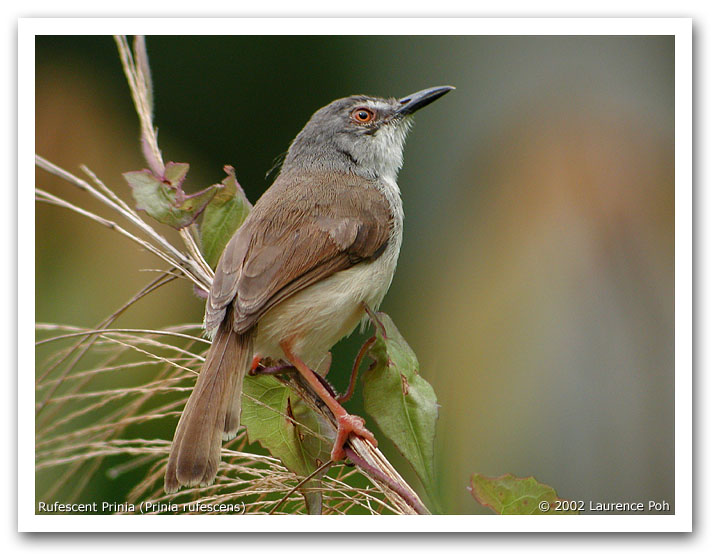 Rufescent Prinia (Prinia rufescens)