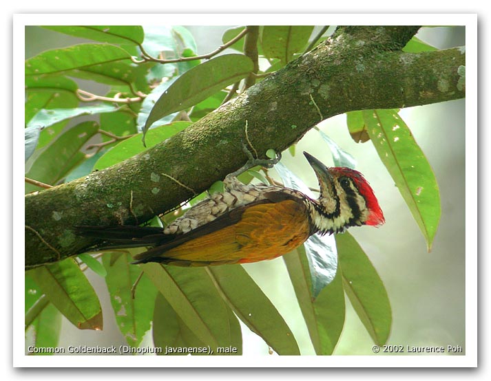 Common Goldenback (Dinopium javanese), male
