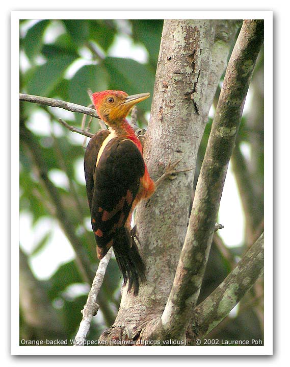 Orange-backed Woodpecker (Reinwardopicus validus)