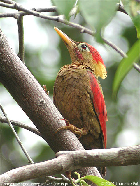Crimson-winged Woodpecker (Picus puniceus)